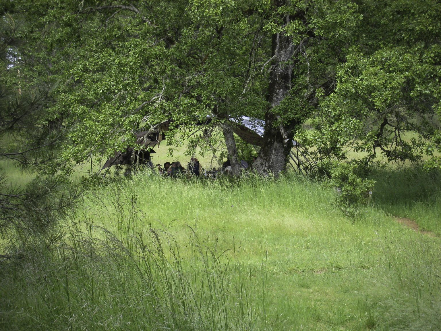 Heart circle under oak tree